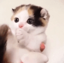Kitten eating its tail