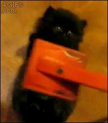 Kitten getting its belly brushed