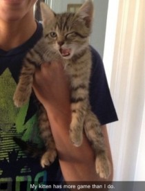 Kitten got game