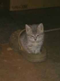 Kitten in a croc sorry for the poor image quality