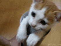 Kitten in a tube