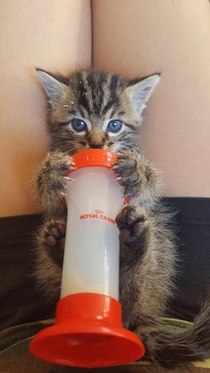 Kitten learning to take his first bong hit