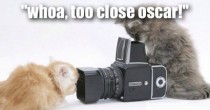 Kitten photographer