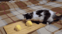 Kitten stealing potatoes gtlt