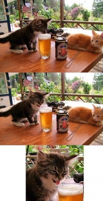 Kitten tastes beer