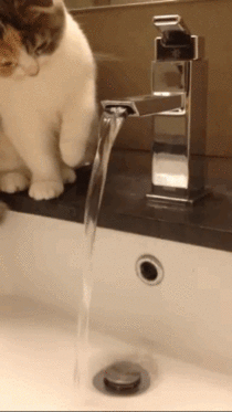 Kitten too dumb to drink tap water