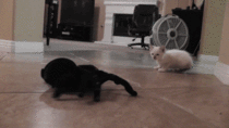 Kitten vs RC Spider
