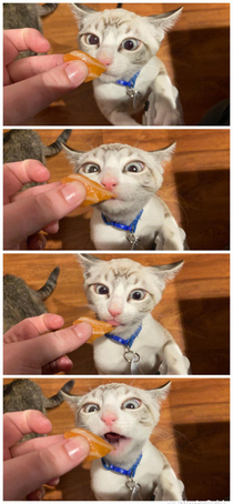 Kittens First Sushi