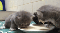 Kittens trying milk for the first time
