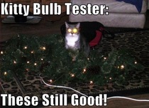 Kitty bulb tester