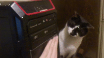 kitty confused by disk drive