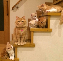 kitty family lt
