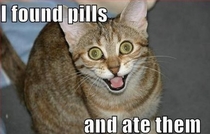 Kitty Found Your Pills