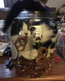 Kitty just wanted a pretzel - Shoulda asked for some help in the first place