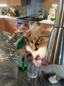 kitty loves faucets
