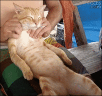 Kitty really enjoying massage