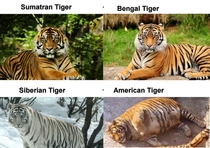 Know your Big Cats