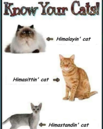 Know Your Cats