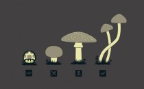 Know your mushrooms 