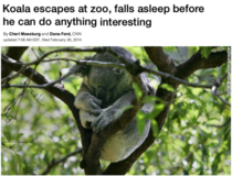 Koala Escapes from Zoo