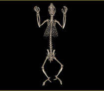 Koala Skeleton DVR from a CT scan