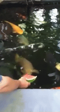Koi inhales watermelon