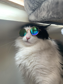 kool kat