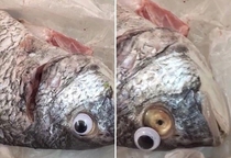 Kuwaiti police shut down a fish store that was sticking googly eyes onto the fish to make them appear more fresh than they are
