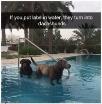 Labs turn into dachshunds