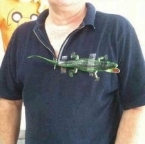 Lacoste D Logo