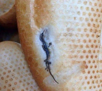 Lacoste is making bread now