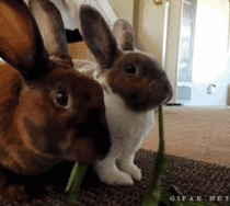 Lady and the Tramp- Bunny Version