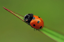 Lady Pug