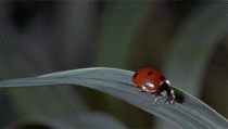 Ladybug in a rainstorm