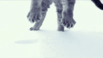 Large cat falling through the snow 