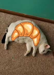 Last night my daughter said our cat was croissant shaped I cant argue with that