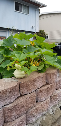 Last year my roommate threw a rotting pumpkin in the yard This year we have a pumpkin patch