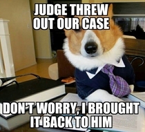 Lawyer dog