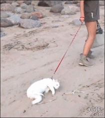 Lazy beach kitty