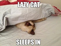 Lazy cat