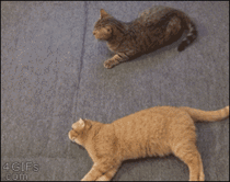 Lazy cat trying to help a buddy