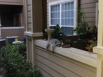 Lazy little trash panda at my apartment