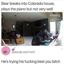 leace the bear alone