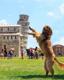 Leaning Tower of Goodboi