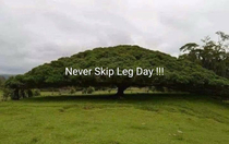 Leg Day 