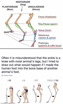 Leg Evolution