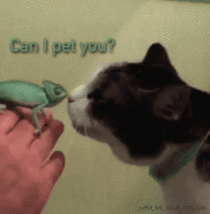 Lemme pet you