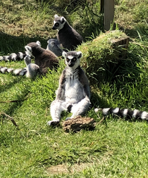 Lemur looking like its am and hes drunk in his friends floor thinking about the choices he made
