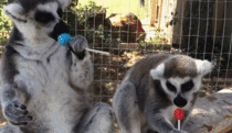 Lemurs love lollipops