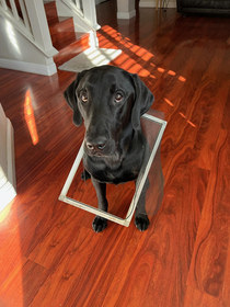 Leo may have outgrown his dog door